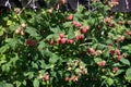 abundance of red ripe raspberries on the bushes in the garden, fresh organic berries with green leaves on the branches