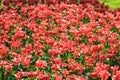 An abundance of red tulips with yellow buttoms Royalty Free Stock Photo