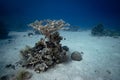 Abundance of small fish swimming in the sandy seabed of a tropical ocean