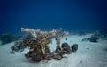 Abundance of small fish swimming in the sandy seabed of a tropical ocean