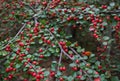 Abundance of small red berries on a bush, autumn