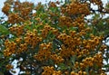 Abundance of small yellow berries on a bush, autumn