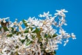 Abundance of White Clematis in full bloom against blue sky Royalty Free Stock Photo