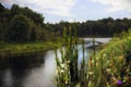 Wildflowers Along Shoreline of River Leading to Lake