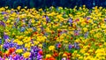 An abundance of wildflowers on Juniper Ridge in the high alpine