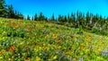 An abundance of wildflowers on Juniper Ridge in the high alpine Royalty Free Stock Photo