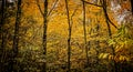 An abundance of yellow fall color in the forests of Pisgah in North Carolina