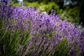 Abundand lavender flowers in bloom. Royalty Free Stock Photo