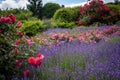 Abundand lavender flowers and pink roses blooming in the garden, Wojslawice Arboretum, Poland. Royalty Free Stock Photo