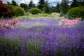 Abundand lavender flowers and pink roses blooming in the garden. Royalty Free Stock Photo