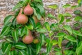 pears almost ready for harvest on a pear tree Royalty Free Stock Photo