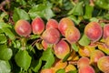 a branch of abundant apricots ripens, Abundant apricots ripen on a tree branch Royalty Free Stock Photo