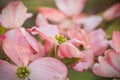 An abundace of Flowering pink Dogwood blossoms Royalty Free Stock Photo