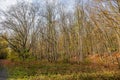 Abundant bare trees with thin trunks alongside a path, brown fallen leaves covering the ground with sparse green grass Royalty Free Stock Photo