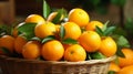 Abundant basket of zesty, fresh mandarins Royalty Free Stock Photo