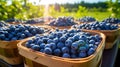 Abundant baskets presenting sun ripened blueberries