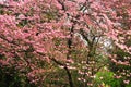 Abundant bloom of pink Dorgwood tree Royalty Free Stock Photo