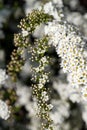 Abundant bloom of snow-white spiraea: flowers and buds of spirea. Royalty Free Stock Photo