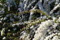 Abundant bloom of snow-white spiraea: flowers and buds of spirea.