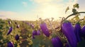 Abundant and colorful eggplant harvest on an open plantation under the warm summer sun.