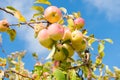 Abundant crop of apples. Apple tree branch with apples on blue sky. Apples grow in sunlight on tree. Apples in summer or Royalty Free Stock Photo