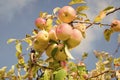 Abundant crop of apples. Apple tree branch with apples on blue sky. Apples grow in sunlight on tree. Apples in summer or Royalty Free Stock Photo