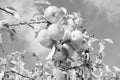 Abundant crop of apples. Apple tree branch with apples on blue sky. Apples grow in sunlight on tree. Apples in summer or Royalty Free Stock Photo