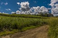 Abundant fields of sugar cane growing in the countryside in Barbados Royalty Free Stock Photo