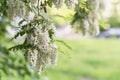 Abundant flowering acacia branch of Robinia pseudoacacia, false acacia, black locust, sunny day. Source of nectar for