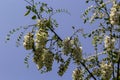 Abundant flowering acacia branch of Robinia pseudoacacia, false acacia, black locust close-up. Source of nectar for tender but