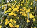 Abundant flowering Acacia saligna (lat.- Acacia saligna