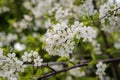 Abundant flowering cherry. Branches are abundantly with delicate white flowers