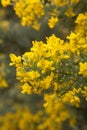 Abundant flowering of Genista microphylla, broom species endemic