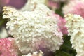 Hydrangea paniculata, panicled hydrangea, natural background Royalty Free Stock Photo
