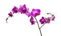 abundant flowering of magenta phalaenopsis