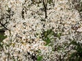 The abundant flowering of magnolia