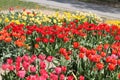 Abundant flowering of pink, red, orange and yellow tulips in spring garden. Field of tulip flowers Royalty Free Stock Photo