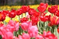 Abundant flowering of pink and red tulips in spring. Field of tulip flowers Royalty Free Stock Photo