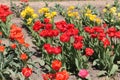 Abundant flowering of red, orange and yellow tulips in spring garden. Field of tulip flowers Royalty Free Stock Photo