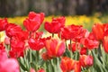 Abundant flowering of red tulips in spring. Field of tulip flowers