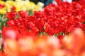 Abundant flowering of red tulips in spring. Field of tulip flowers