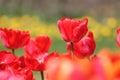 Abundant flowering of red tulips in spring. Field of tulip flowers Royalty Free Stock Photo