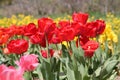 Abundant flowering of red tulips in spring. Field of tulip flowers