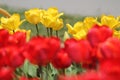 Abundant flowering of red and yellow tulips in spring. Field of tulip flowers Royalty Free Stock Photo