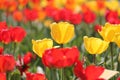 Abundant flowering of red and yellow tulips in spring. Field of tulip flowers Royalty Free Stock Photo