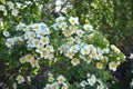 Abundant flowering rose bush with beautiful white flowers Royalty Free Stock Photo