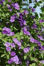 Abundant flowering of a Solanum rantonnetii