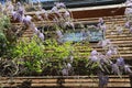 Abundant flowering of wisteria in spring Royalty Free Stock Photo