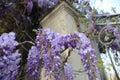 Abundant flowering of wisteria in spring Royalty Free Stock Photo