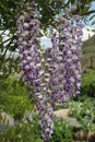 Abundant flowering of wisteria in spring Royalty Free Stock Photo